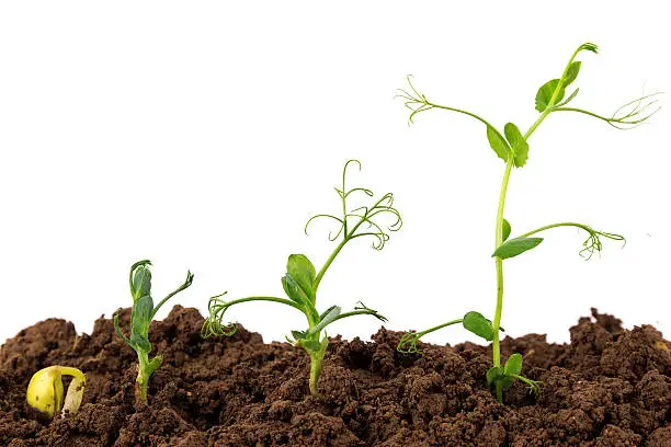 Soil Testing & Plant Health